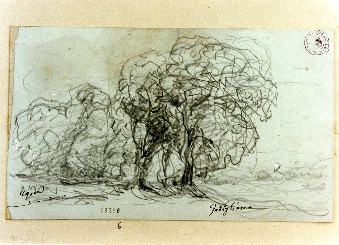 Alberi - Certosa e Museo Nazionale di San Martino, Napoli